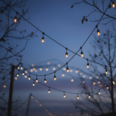 String lights hanging between trees against a dark blue sky